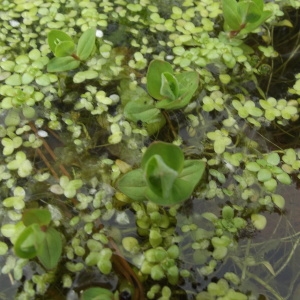 Photographie n°299828 du taxon Hypericum elodes L. [1759]