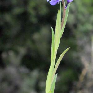 Photographie n°299873 du taxon Polygala vulgaris L. [1753]