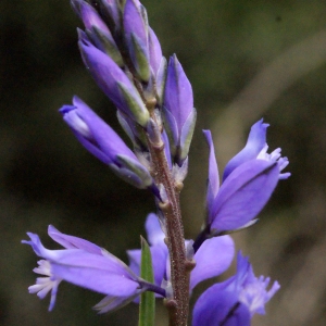 Photographie n°299874 du taxon Polygala vulgaris L. [1753]