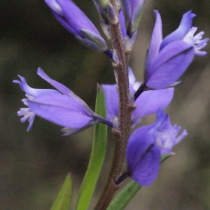 Photographie n°299875 du taxon Polygala vulgaris L. [1753]