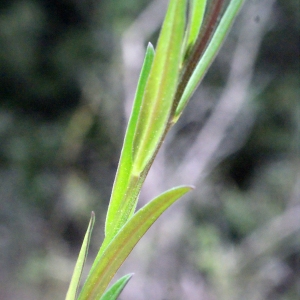 Photographie n°299877 du taxon Polygala vulgaris L. [1753]