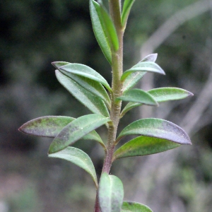 Photographie n°299878 du taxon Polygala vulgaris L. [1753]