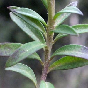 Photographie n°299879 du taxon Polygala vulgaris L. [1753]