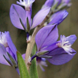 Photographie n°299880 du taxon Polygala vulgaris L. [1753]