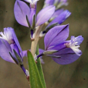 Photographie n°299881 du taxon Polygala vulgaris L. [1753]