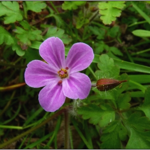 Photographie n°299901 du taxon Geranium robertianum L. [1753]