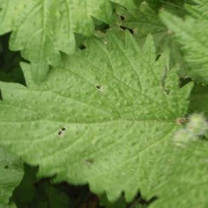 Photographie n°299906 du taxon Urtica pilulifera L. [1753]