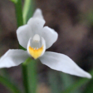 Photographie n°299947 du taxon Cephalanthera longifolia (L.) Fritsch [1888]