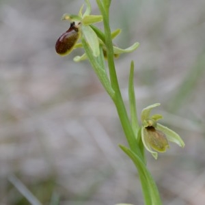Photographie n°299952 du taxon Ophrys araneola sensu auct.plur.