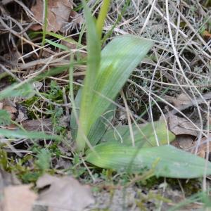 Photographie n°299953 du taxon Ophrys araneola sensu auct.plur.