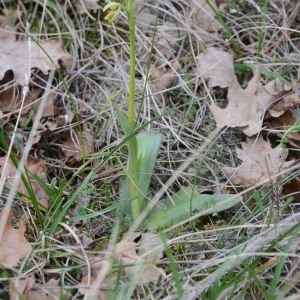 Photographie n°299956 du taxon Ophrys araneola sensu auct.plur.