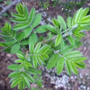 Photographie n°299959 du taxon Sorbus domestica L. [1753]