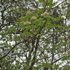 Photographie n°299968 du taxon Sorbus domestica L. [1753]