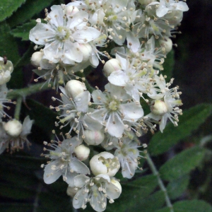 Photographie n°299972 du taxon Sorbus domestica L. [1753]