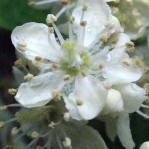 Photographie n°299980 du taxon Sorbus domestica L. [1753]