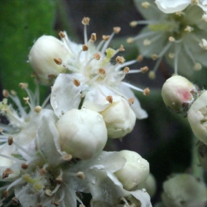 Photographie n°299981 du taxon Sorbus domestica L. [1753]