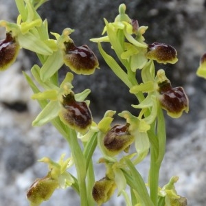 Photographie n°299988 du taxon Ophrys araneola sensu auct.plur.