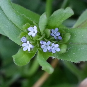 Photographie n°300049 du taxon Valerianella locusta (L.) Laterr. [1821]