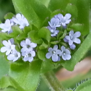 Photographie n°300050 du taxon Valerianella locusta (L.) Laterr. [1821]