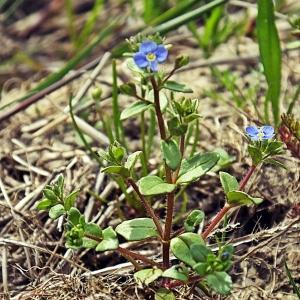 Photographie n°300063 du taxon Veronica acinifolia L. [1762]