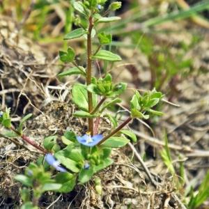 Photographie n°300064 du taxon Veronica acinifolia L. [1762]