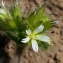  Henri Scordia - Cerastium fontanum subsp. vulgare (Hartm.) Greuter & Burdet [1982]