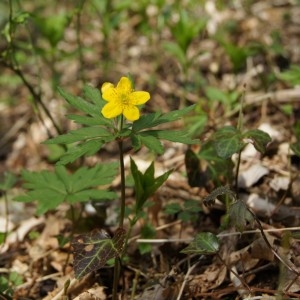 Photographie n°300145 du taxon Anemone ranunculoides L. [1753]