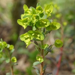 Photographie n°300147 du taxon Euphorbia amygdaloides L. [1753]