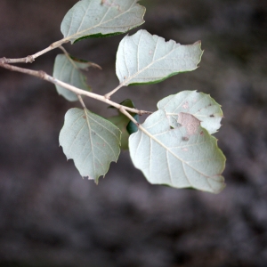 Photographie n°300156 du taxon Quercus suber L. [1753]