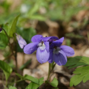Photographie n°300158 du taxon Viola hirta L. [1753]