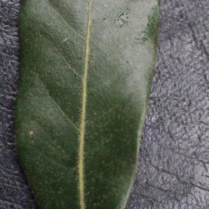 Photographie n°300177 du taxon Quercus ilex L. [1753]
