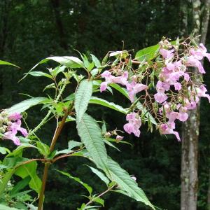 Photographie n°300190 du taxon Impatiens glandulifera Royle