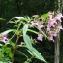  Paul Fabre - Impatiens glandulifera Royle