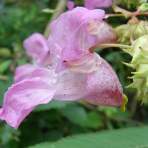 Impatiens glanduligera Lindl. (Balsamine de l'Himalaya)