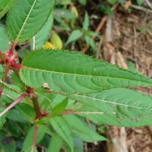 Photographie n°300195 du taxon Impatiens glandulifera Royle