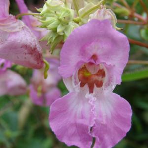 Photographie n°300197 du taxon Impatiens glandulifera Royle