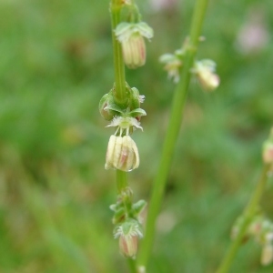 Photographie n°300212 du taxon Rumex scutatus L. [1753]