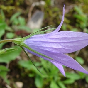 Photographie n°300227 du taxon Campanula patula L.