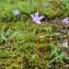  Paul Fabre - Campanula patula L.