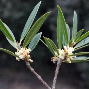 Photographie n°300237 du taxon Phillyrea angustifolia L. [1753]