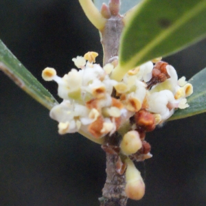 Photographie n°300239 du taxon Phillyrea angustifolia L. [1753]