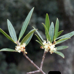 Photographie n°300244 du taxon Phillyrea angustifolia L. [1753]