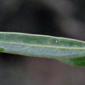 Photographie n°300246 du taxon Phillyrea angustifolia L. [1753]