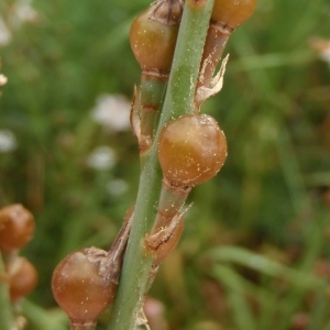 Photographie n°300330 du taxon Asphodelus fistulosus L. [1753]