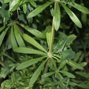 Photographie n°300355 du taxon Galium aparine L. [1753]