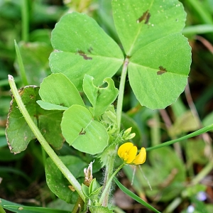 Photographie n°300419 du taxon Medicago arabica (L.) Huds. [1762]