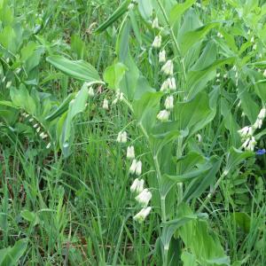 Photographie n°300432 du taxon Polygonatum multiflorum (L.) All.