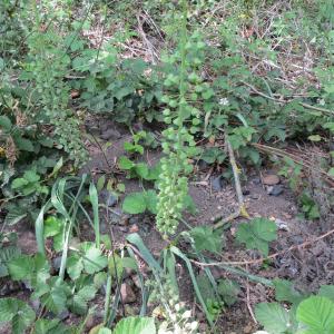 Photographie n°300438 du taxon Muscari comosum (L.) Mill.