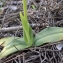  Liliane Roubaudi - Ophrys fusca Link [1800]