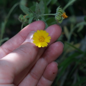 Photographie n°300565 du taxon Calendula arvensis L. [1763]